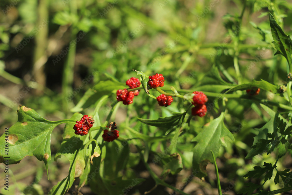 Strawberry spinach growing in the garden, spinach with red berries, a useful plant