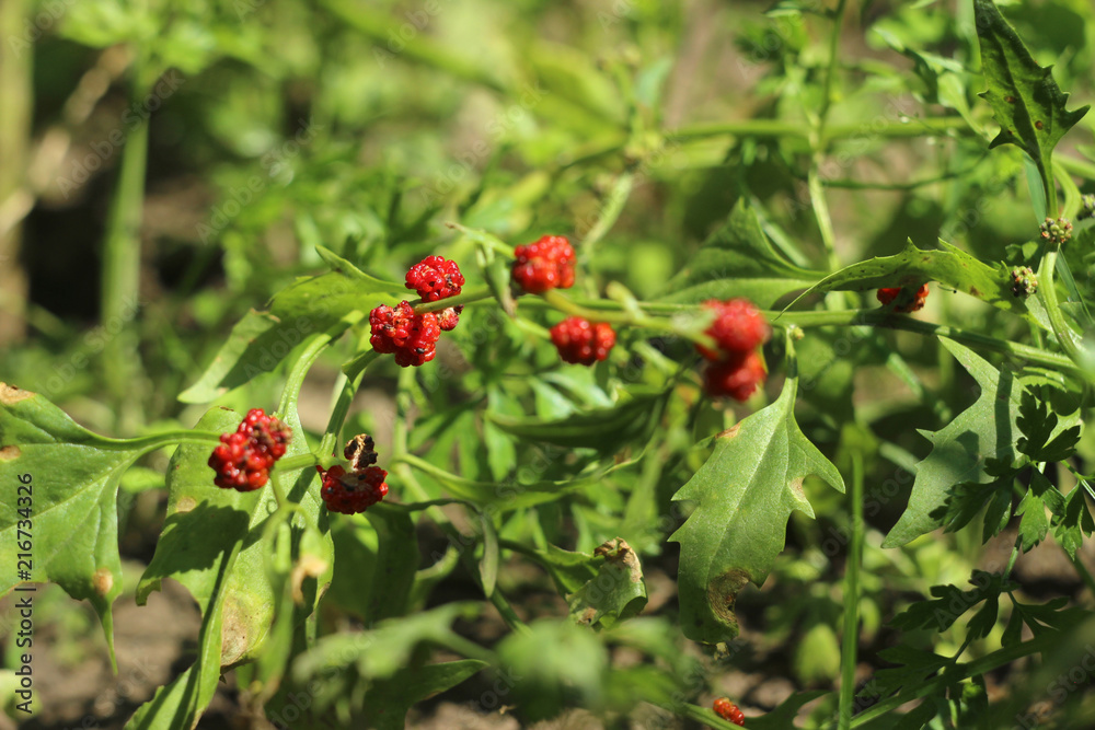 Strawberry spinach growing in the garden, spinach with red berries, a useful plant