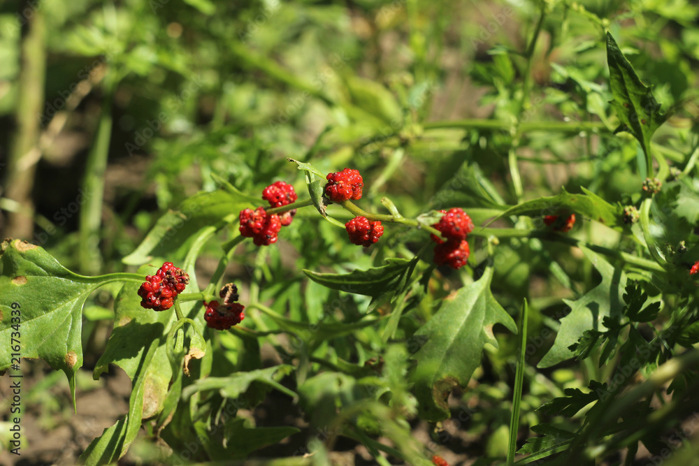 Strawberry spinach growing in the garden, spinach with red berries, a useful plant Strawberry spinach growing in the garden, spinach with red berries, a useful plant