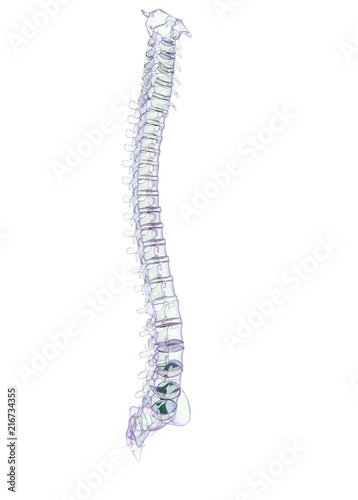 3d illustration of human vertebra bones