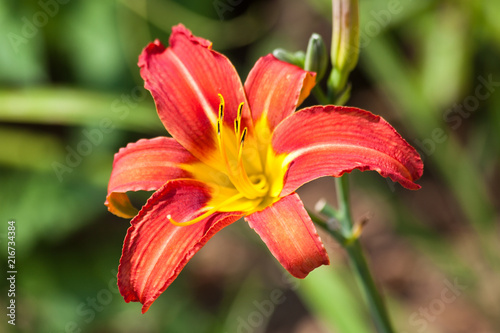 Daylily in sunlight  with red petals and deep yellow throat