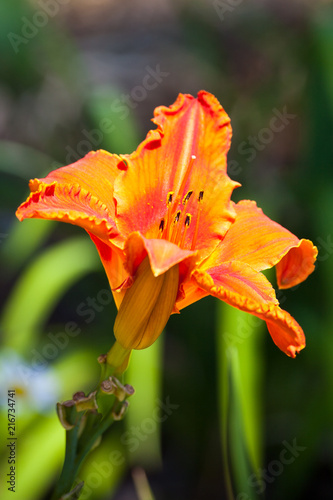 Stunning Alabama Jubilee daylily in sunlight, in Haslett, Michigan, USA