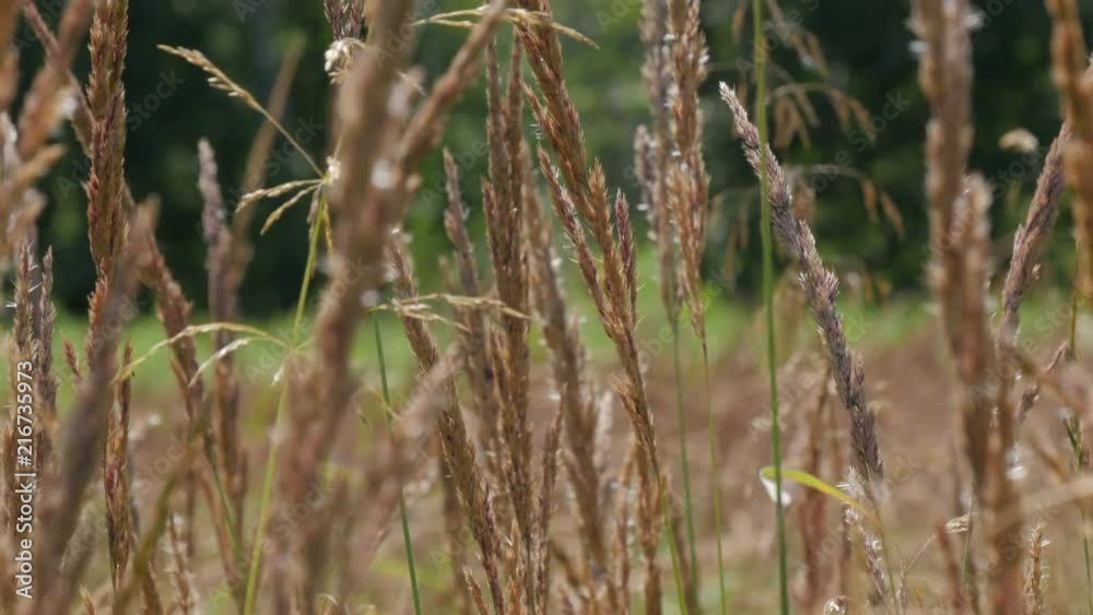 Grass In The Morning Summer Forest Blured Background Grass In The Morning Summer Forest Blured Background