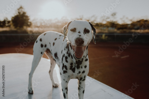 Cute Dalmatian Dog During Sunset / Dalmatiner im Sonnenuntergang