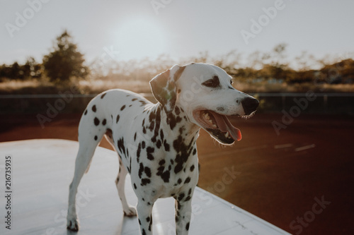 Cute Dalmatian Dog During Sunset / Dalmatiner im Sonnenuntergang