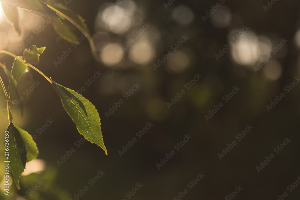 Light shines through Light shines through