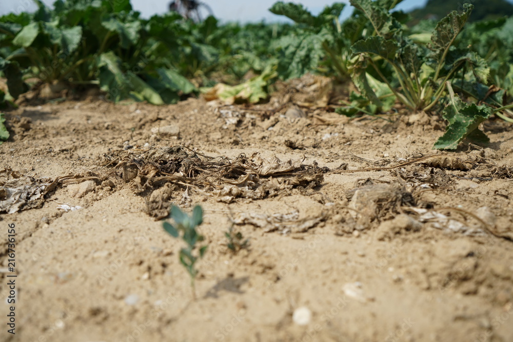 Die extreme Hitze in Deutschland führt in der Landwirtschaft zu enormen Einbußen in der Ernte von Getreide und Mais
Die extreme Hitze in Deutschland führt in der Landwirtschaft zu enormen Einbußen in der Ernte von Getreide und Mais