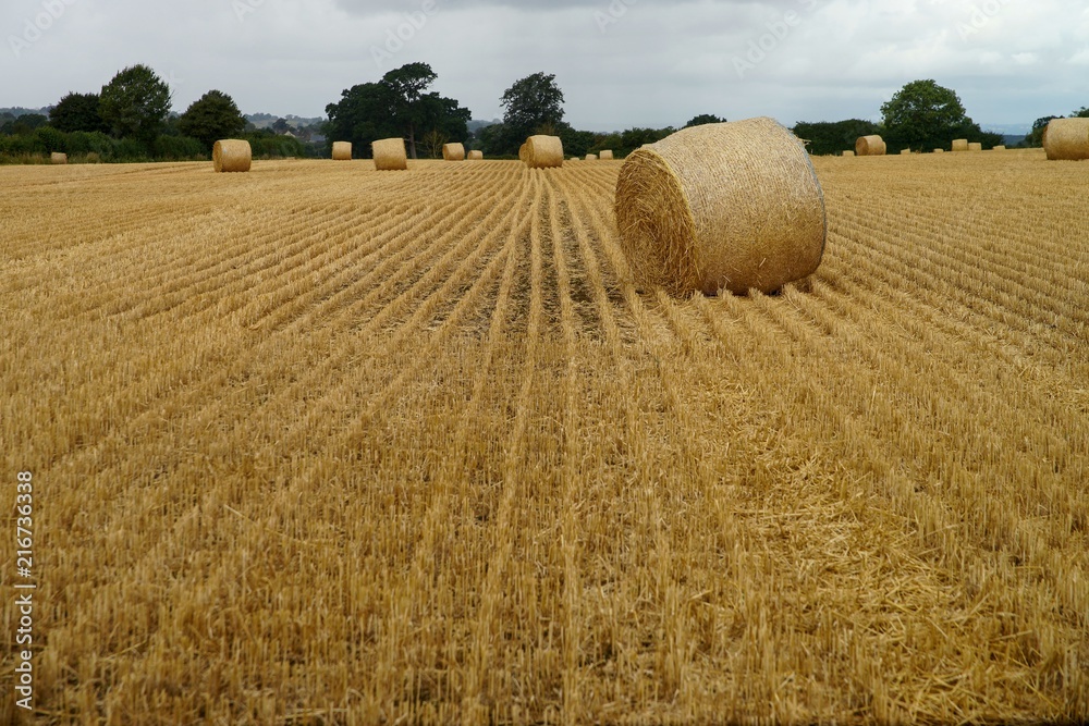 Round hay bales in stubble field Cotswold, England