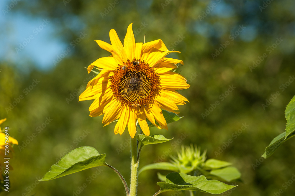 Sunflower Standing Tall Sunflower Standing Tall