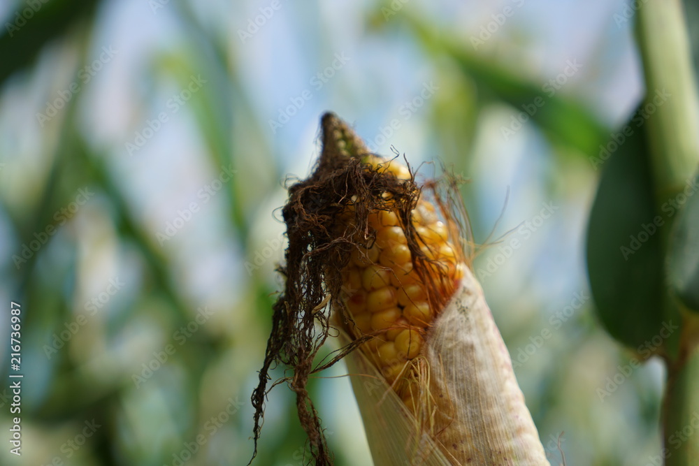 Die extreme Hitze in Deutschland führt in der Landwirtschaft zu enormen Einbußen in der Ernte von Getreide und Mais
Die extreme Hitze in Deutschland führt in der Landwirtschaft zu enormen Einbußen in der Ernte von Getreide und Mais