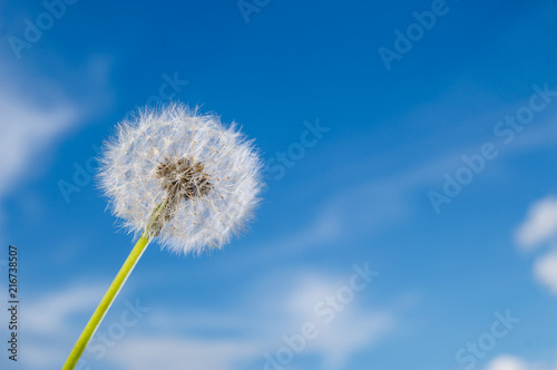 Dandelion flower with seeds on sunny day in deep blue sky background