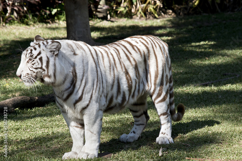 Fototapeta Naklejka Na Ścianę i Meble -  white tiger