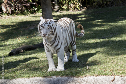 Fototapeta Naklejka Na Ścianę i Meble -  white tiger