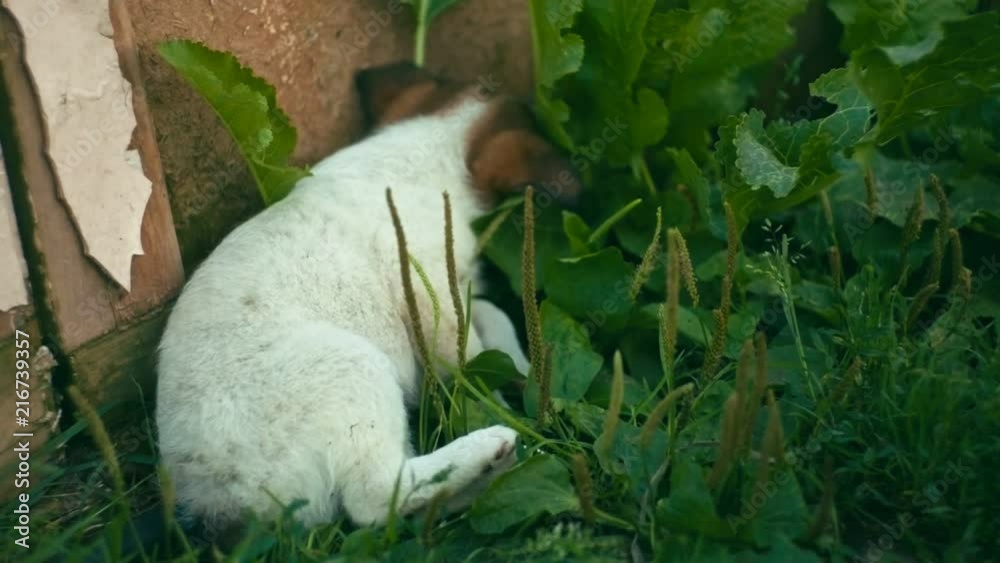 Homeless puppy going to sleep, shallow depth of field Homeless puppy going to sleep, shallow depth of field