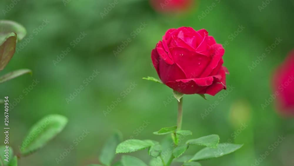Rose on wind, shallow depth of field, slow motion