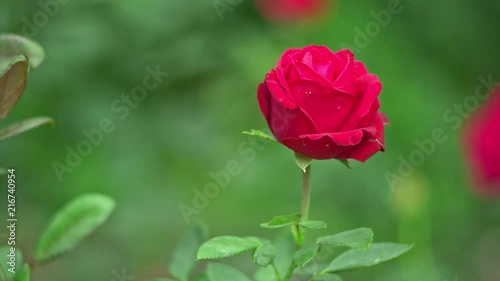 Wallpaper Mural Rose on wind, shallow depth of field, slow motion Torontodigital.ca