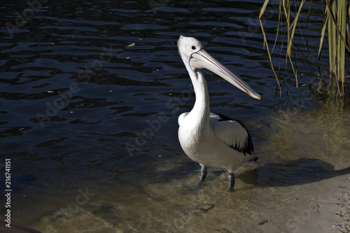 an Australian pelican