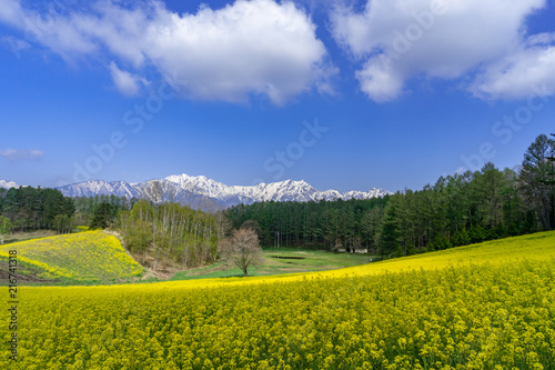 菜の花畑と北アルプス　中山高原