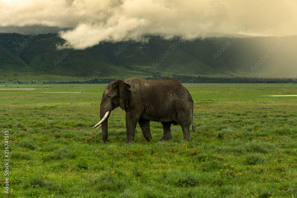 Obraz premium Elephant walking