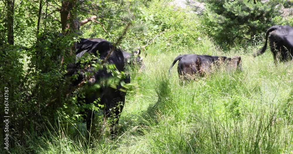 Black cow scratching with the branch of a tree in a green grass meadow, in a forest of Canencia mountain, near Madrid, Spain, Europe. 4k video.
Black cow scratching with the branch of a tree in a green grass meadow, in a forest of Canencia mountain, near Madrid, Spain, Europe. 4k video.