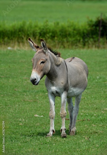 Donkey in Pasture
