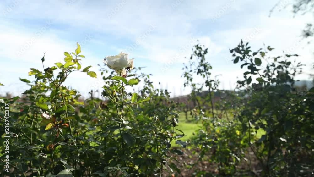 Single white rose in a garden during winter. Single white rose in a garden during winter.