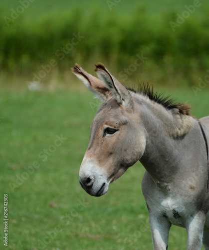 Leinwand Poster Donkey in Pasture