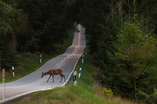 a deer on country road