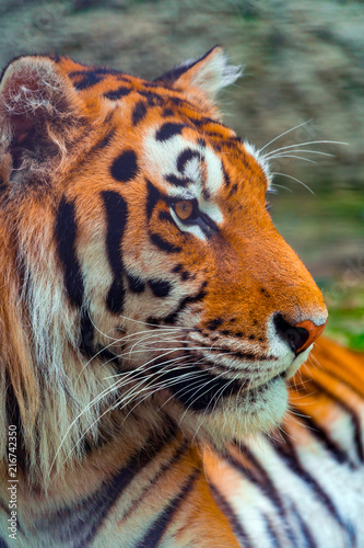 Portrait of a big tiger in profile  close-up