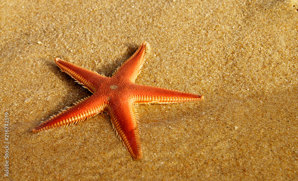 Orange Comb Starfish perspective at the beach - Astropecten sp. Orange Comb Starfish perspective at the beach - Astropecten sp.