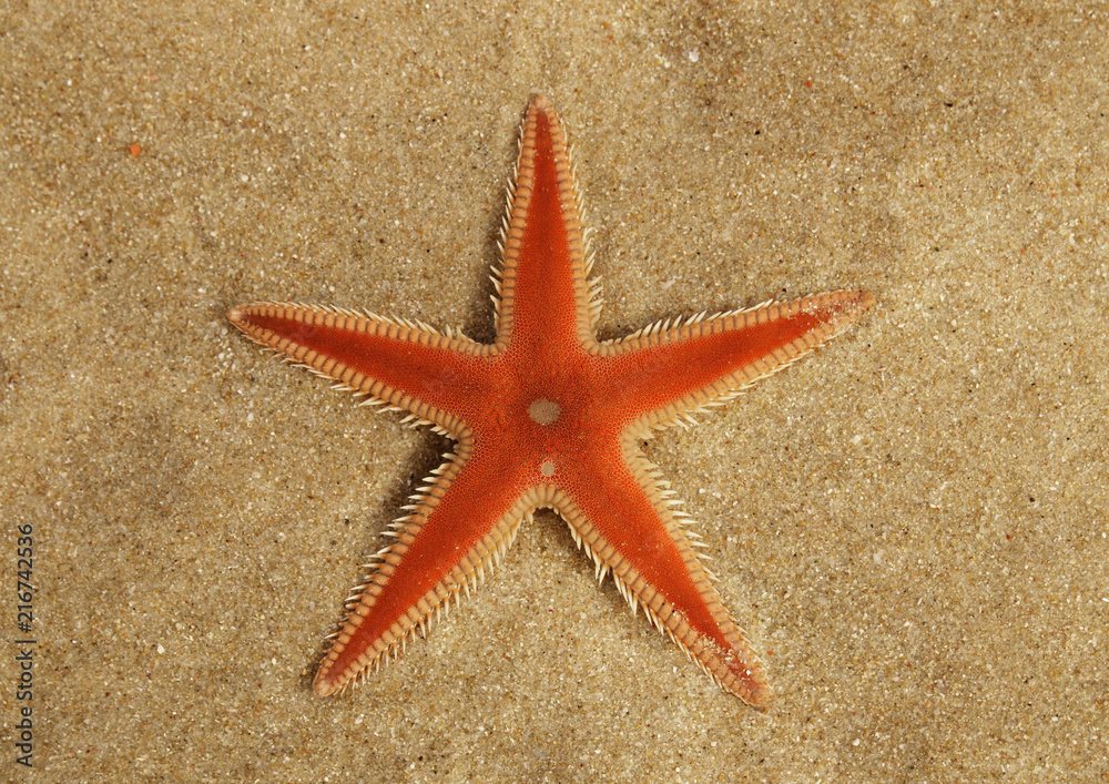 Orange Comb Starfish overview on sand - Astropecten sp. Orange Comb Starfish overview on sand - Astropecten sp.