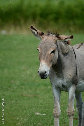 Donkey in Pasture
