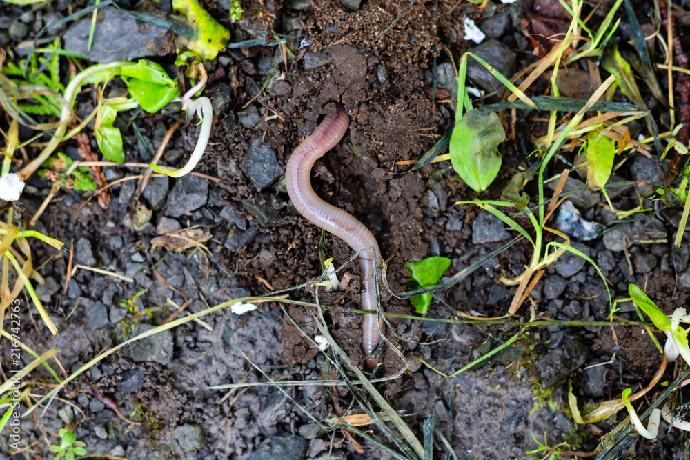 Worm digging