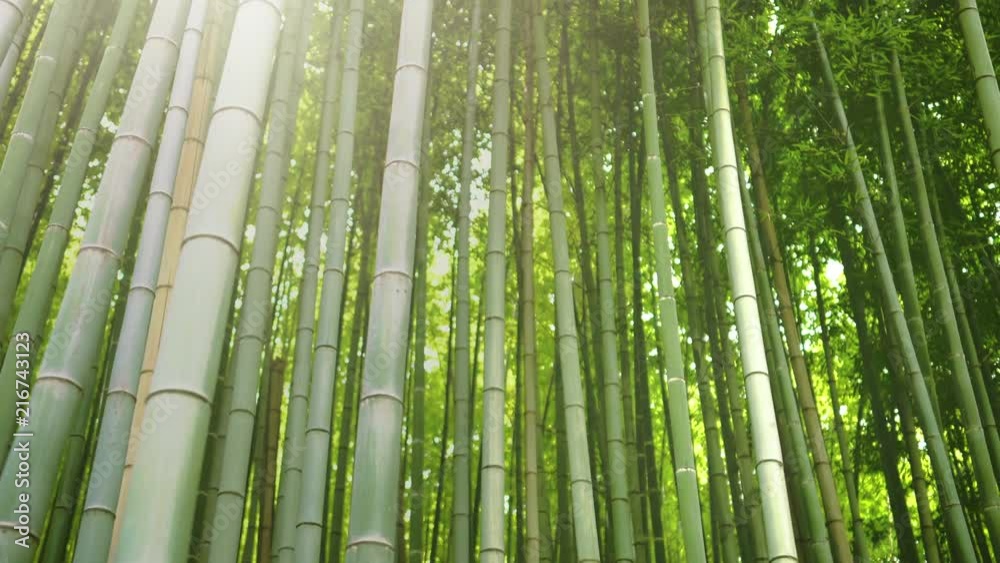 Close-up Elevating Shot of the Beautiful Bamboo Forest with Leaves and Sun Shining Through the Tree Tops. Close-up Elevating Shot of the Beautiful Bamboo Forest with Leaves and Sun Shining Through the Tree Tops.