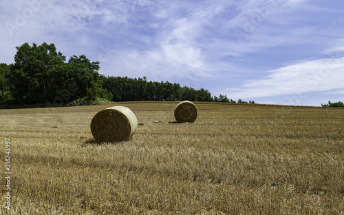 Two rolls of hay in brown field with green tree and blue sky