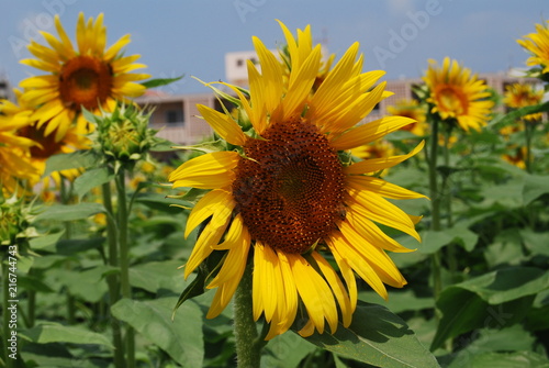 sunflower