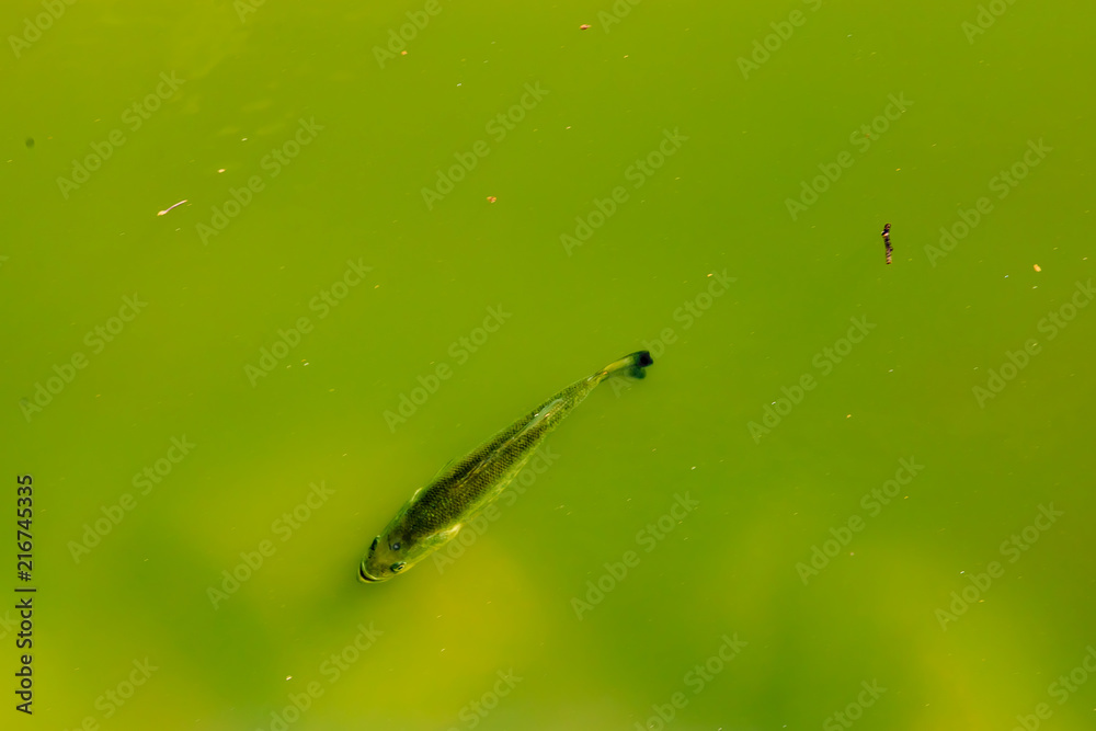 Obraz premium Predator Bass Hunting Minnows: Predator bass hunting a school of minnows in shallow water in the Alabama River.