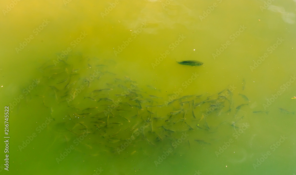 Predator Bass Hunting Minnows Predator bass hunting a school of