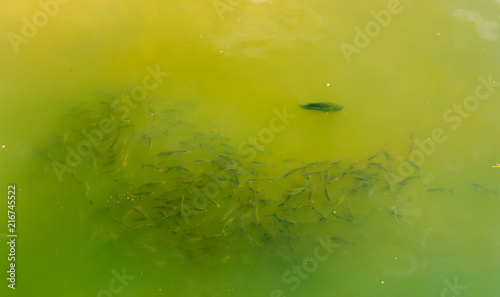 Fotografija Predator Bass Hunting Minnows: Predator bass hunting a school of minnows in shallow water in the Alabama River