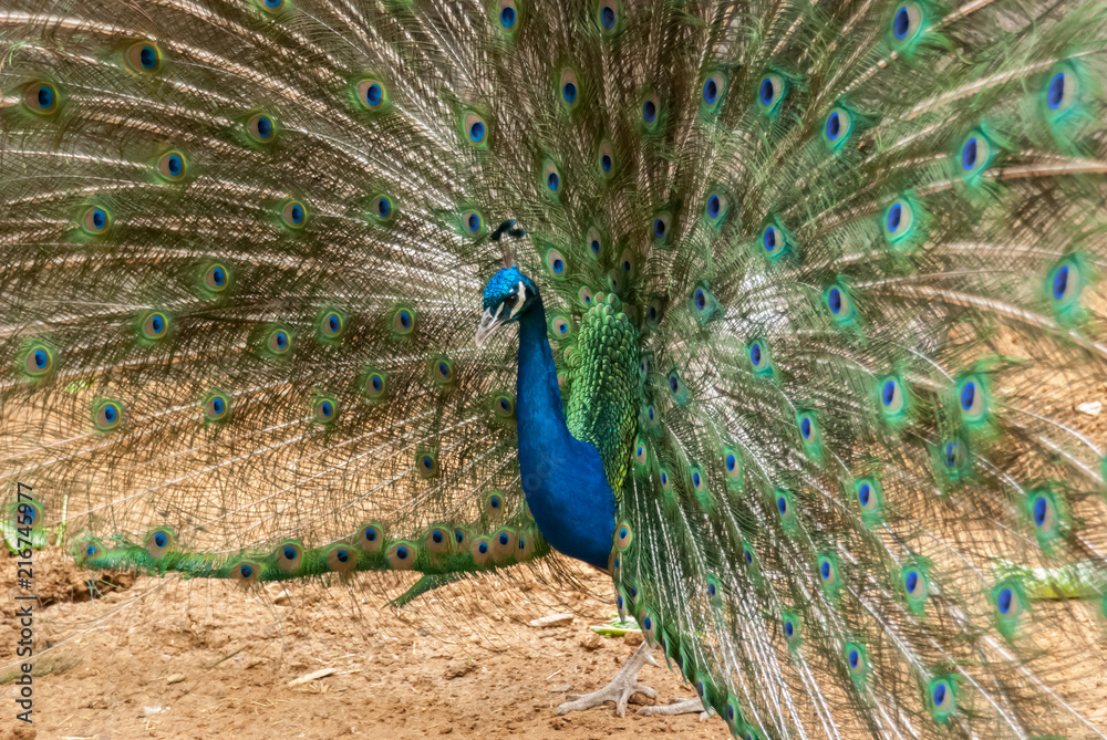 Obraz premium Peacock with Feathers Displayed