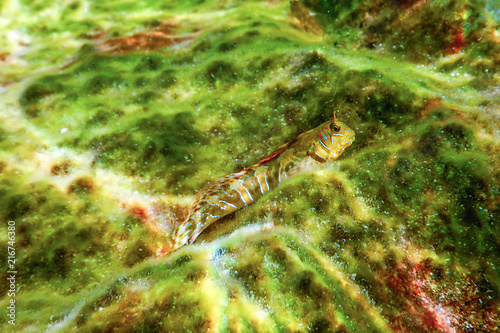 Portrait Of Cute Blenny fish, Close up  (Parablennius zvonimiri) photo