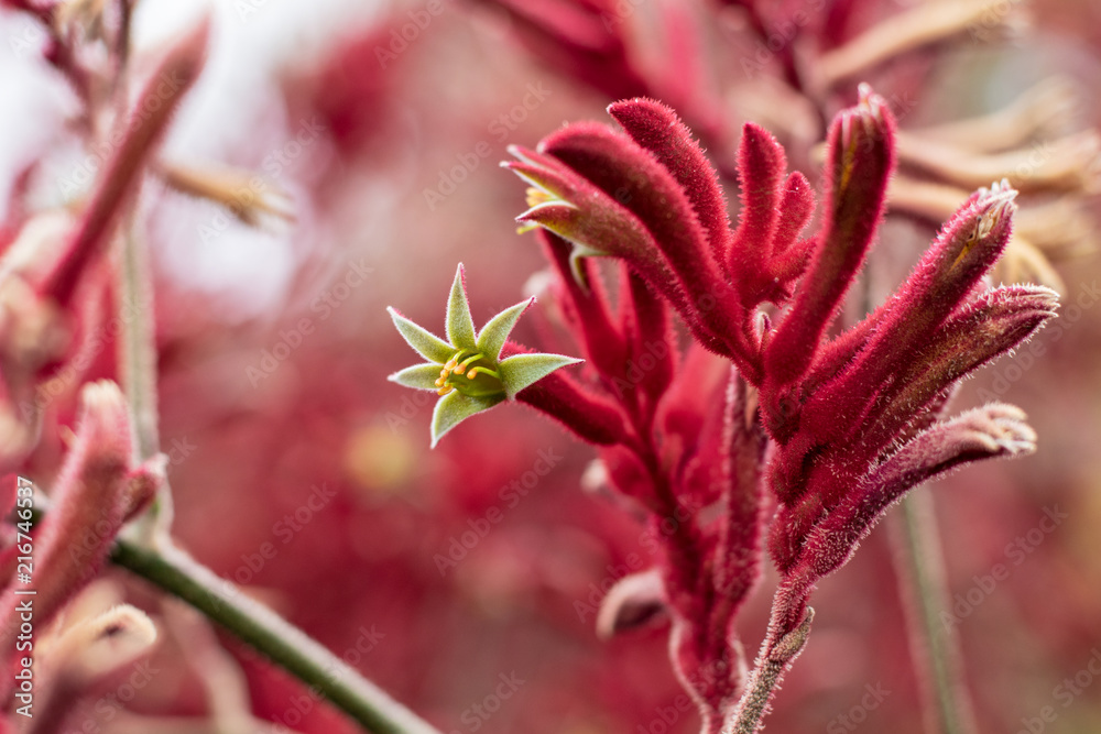 Closeup photograph of a Kangaroo Paw, Cat's Paw, Australian Sword Lily