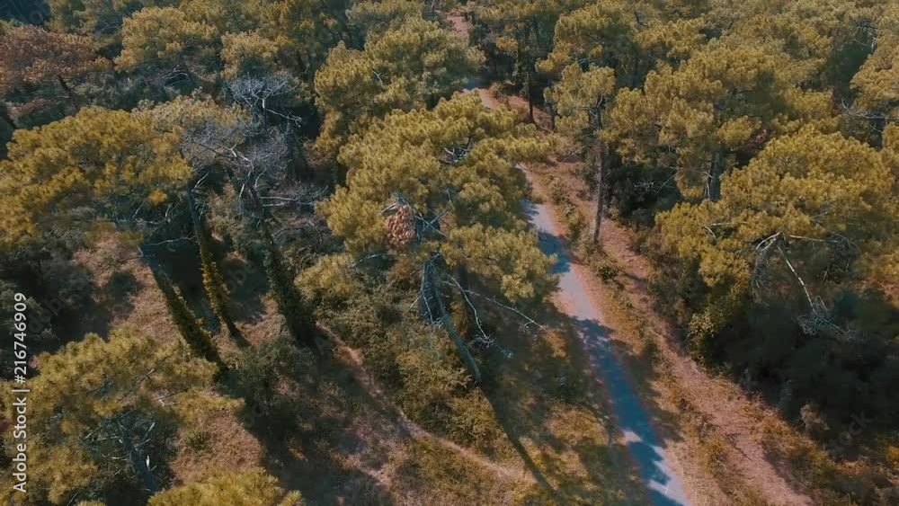Biking under the big trees, sport activity during travel Biking under the big trees, sport activity during travel