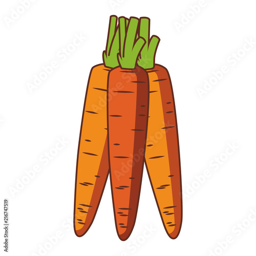 Carrots fresh vegetables vector illustration graphic design