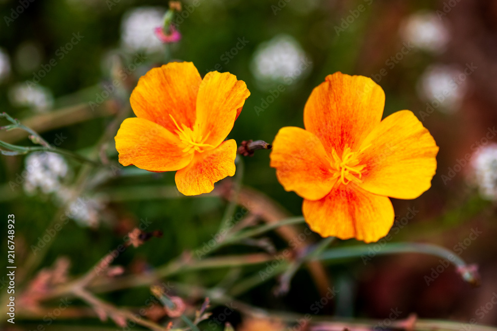 Fototapeta premium California Poppy