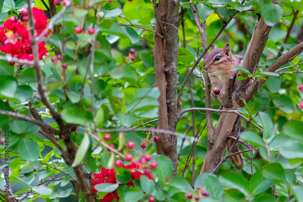 Cute Chipmunk in a tree with flowers