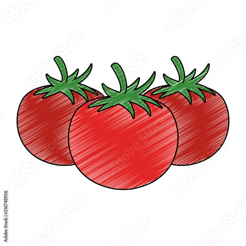 Tomatos fresh vegetables vector illustration graphic design