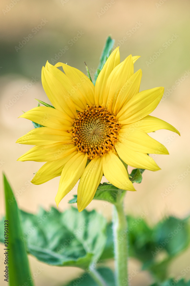 Obraz premium Sunflower in Spring