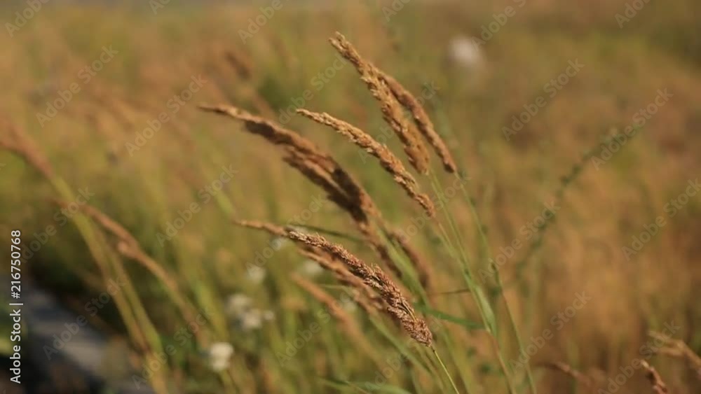 different wild grass swaying in the field on a summer evening at sunset. different wild grass swaying in the field on a summer evening at sunset.