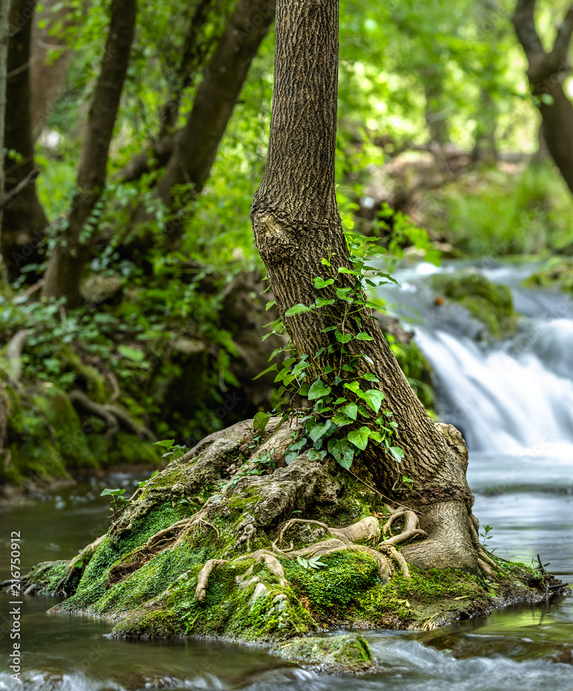 Small tree growing in river with falling small cascade in long exposure on background Small tree growing in river with falling small cascade in long exposure on background
